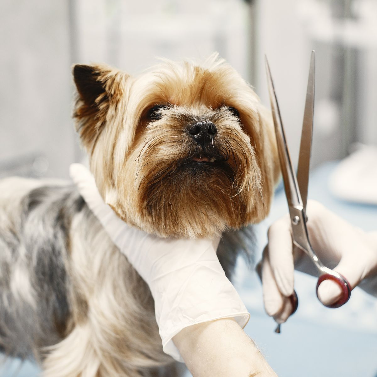 Chien recevant une coupe chez un toiletteur