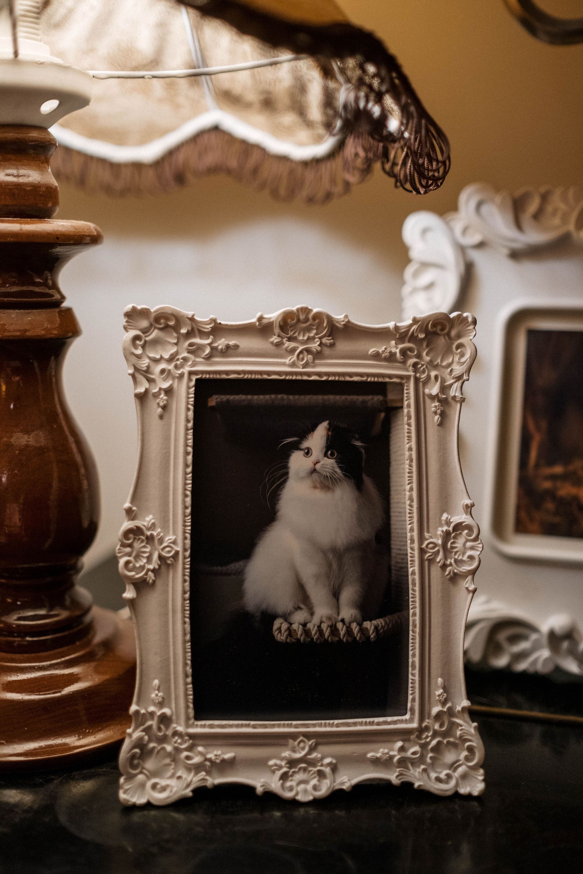 Mon chat est mort : comment traverser le deuil ?