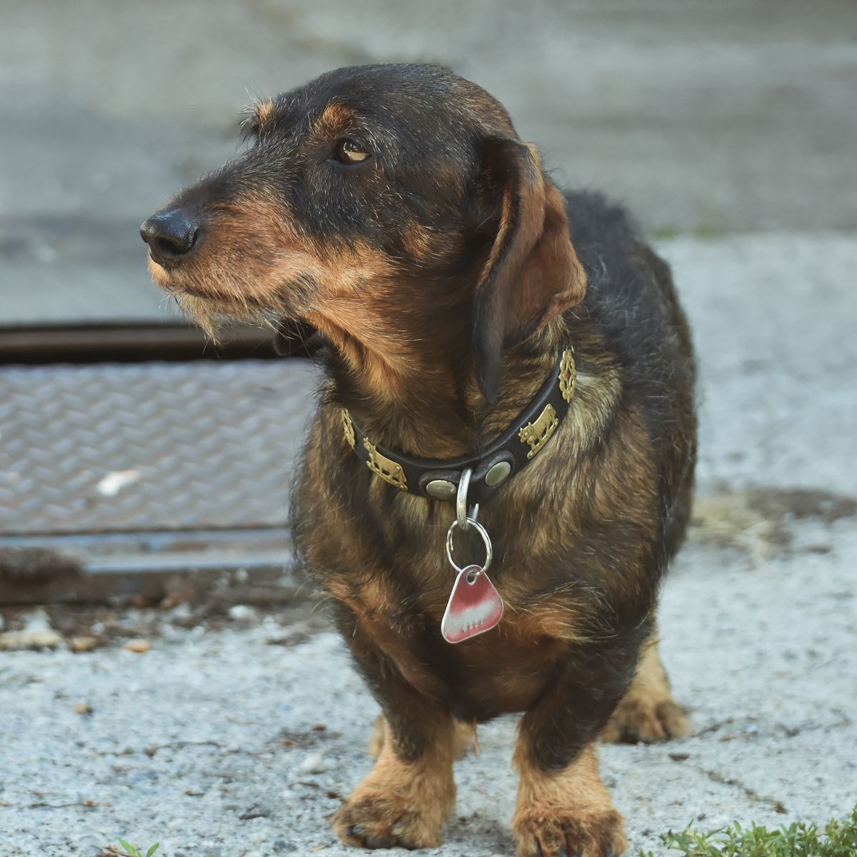 Portrait d'un petit chien teckel
