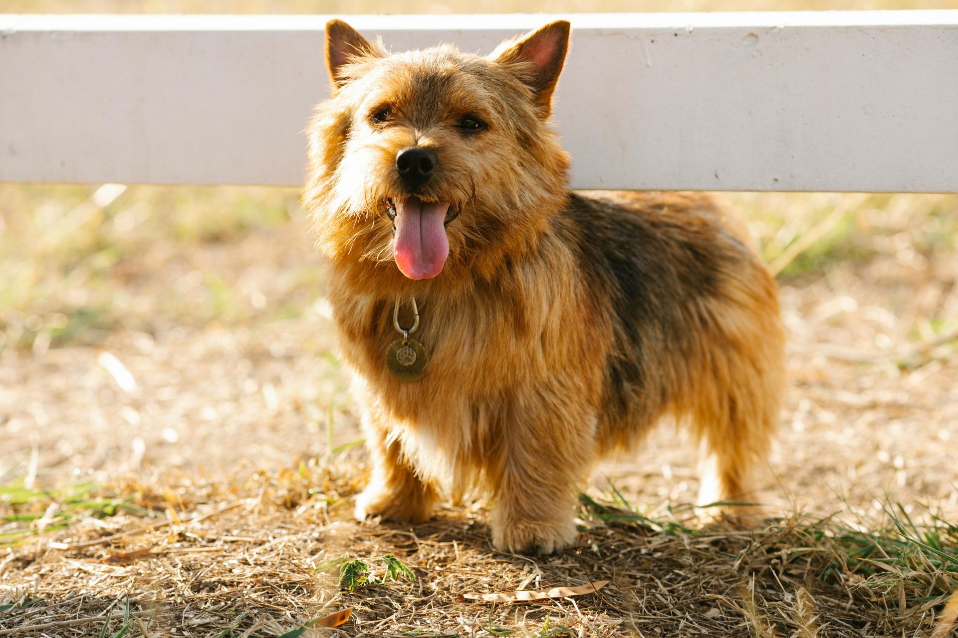 Guide complet des antiparasitaires pour chat et chien