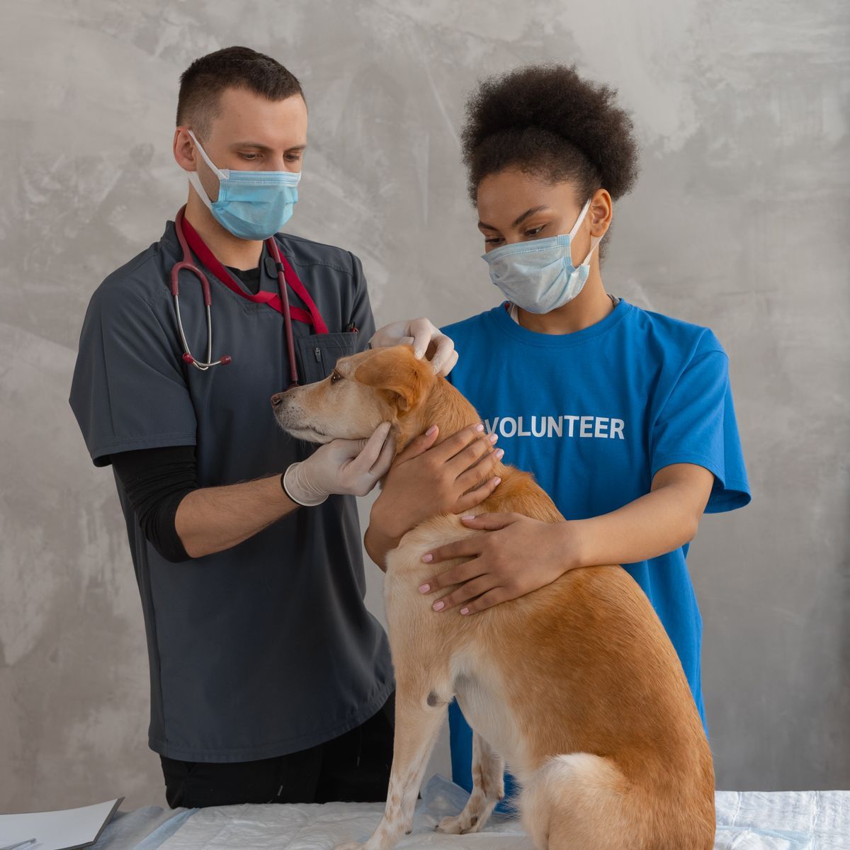 Chien examiné par une équipe vétérinaire