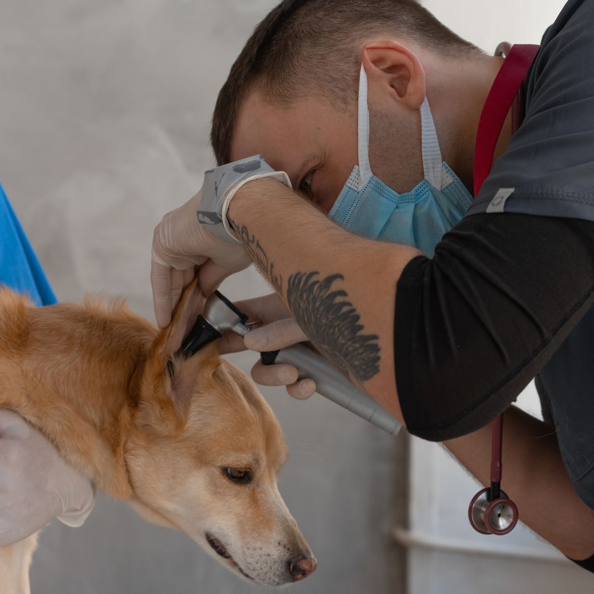Vétérinaire examinant l’oreille d’un chien