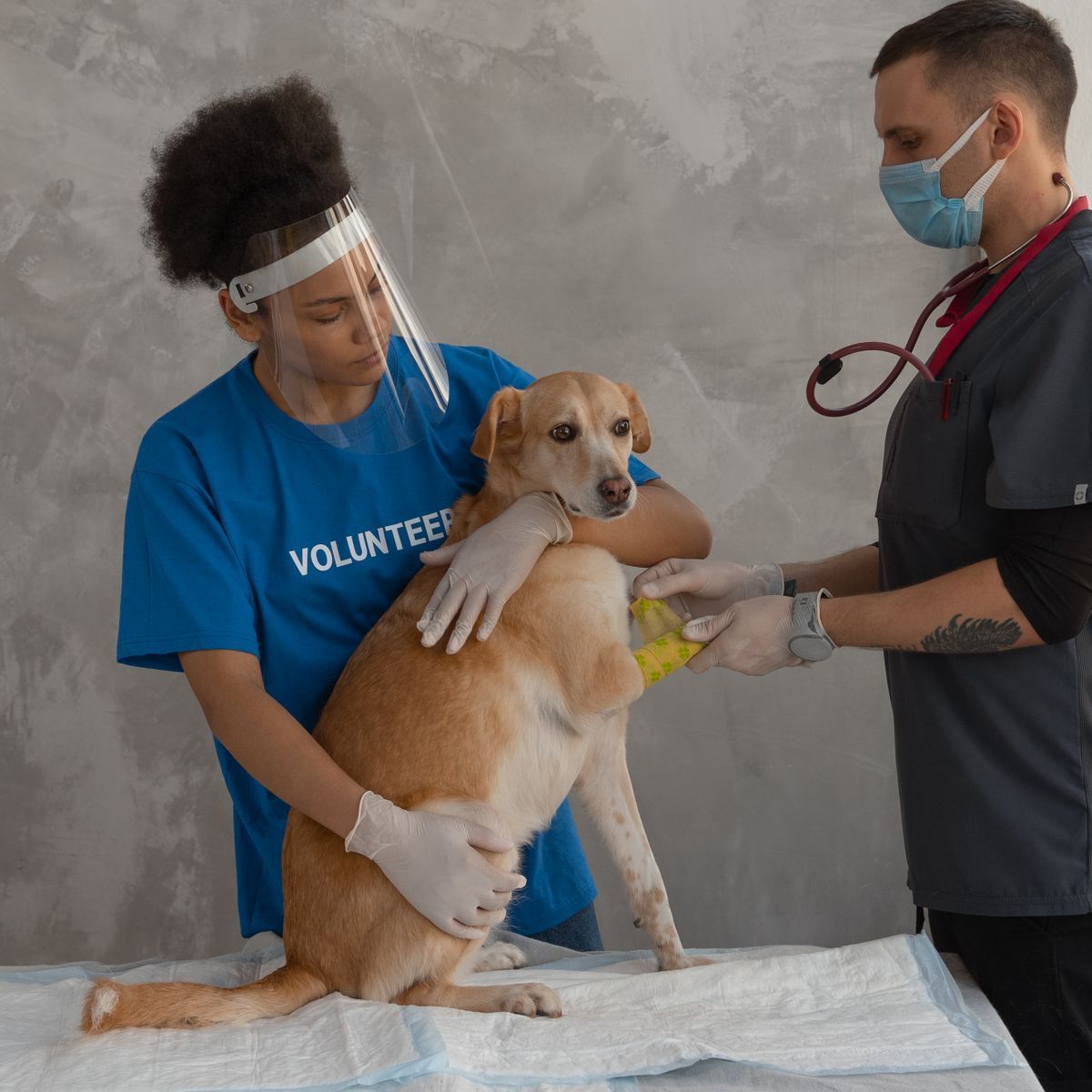 Patte de chien soignée et protégée par un bandage