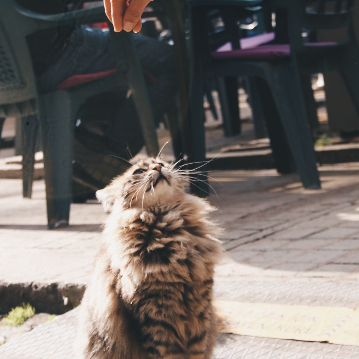 Chat attentif devant une friandise