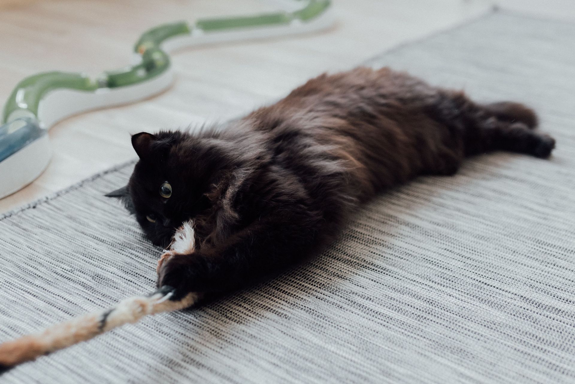 Cataire et valériane : quels effets sur le chat ?
