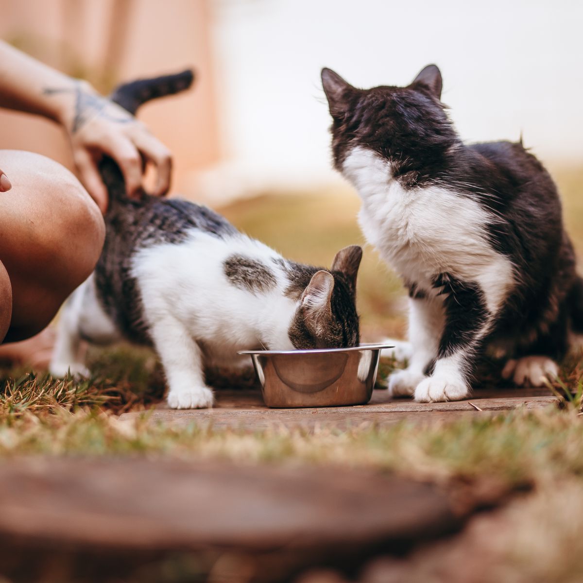 Deux chats recevant une gourmandise de leur propriétaire