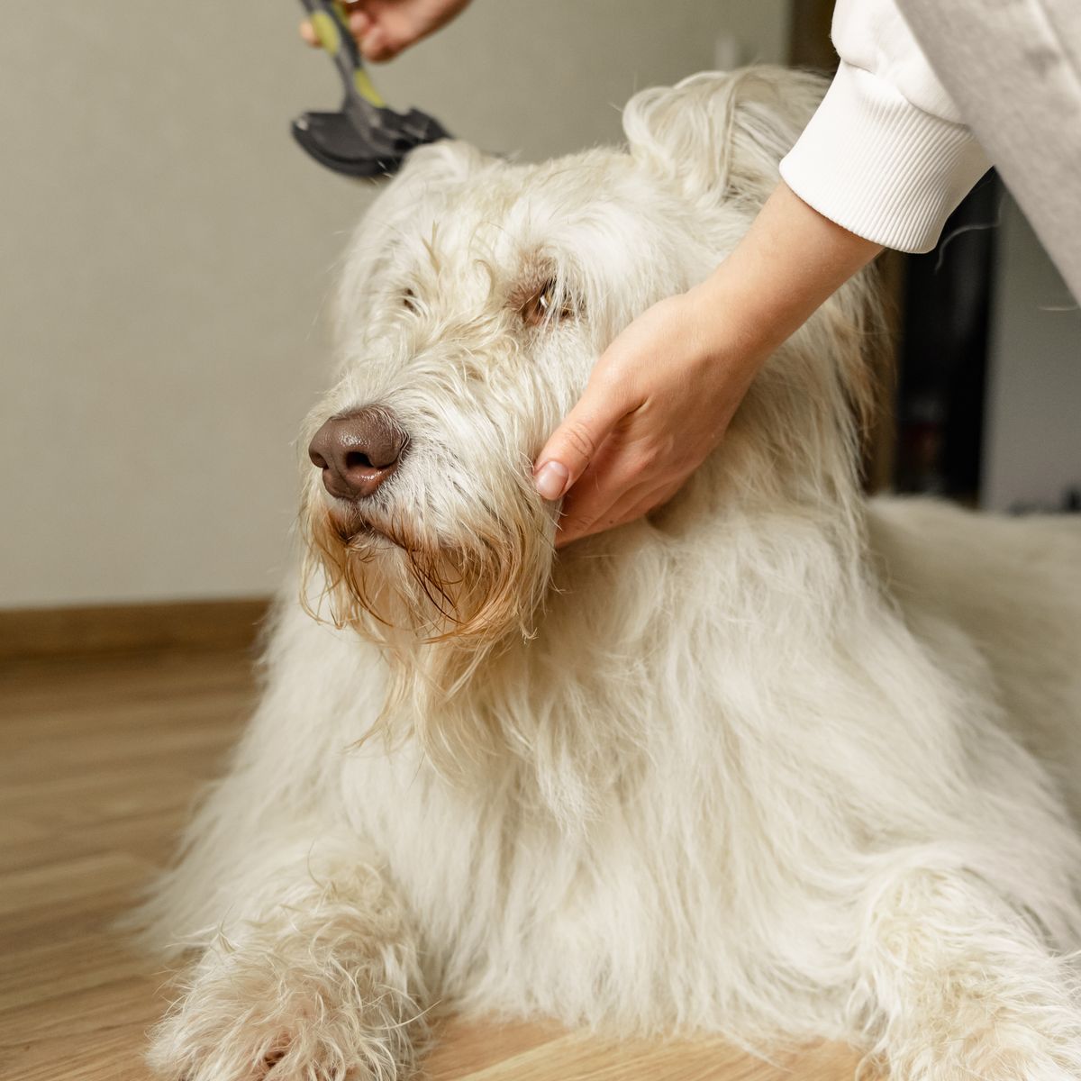 Chien à poil long brossé avec soin
