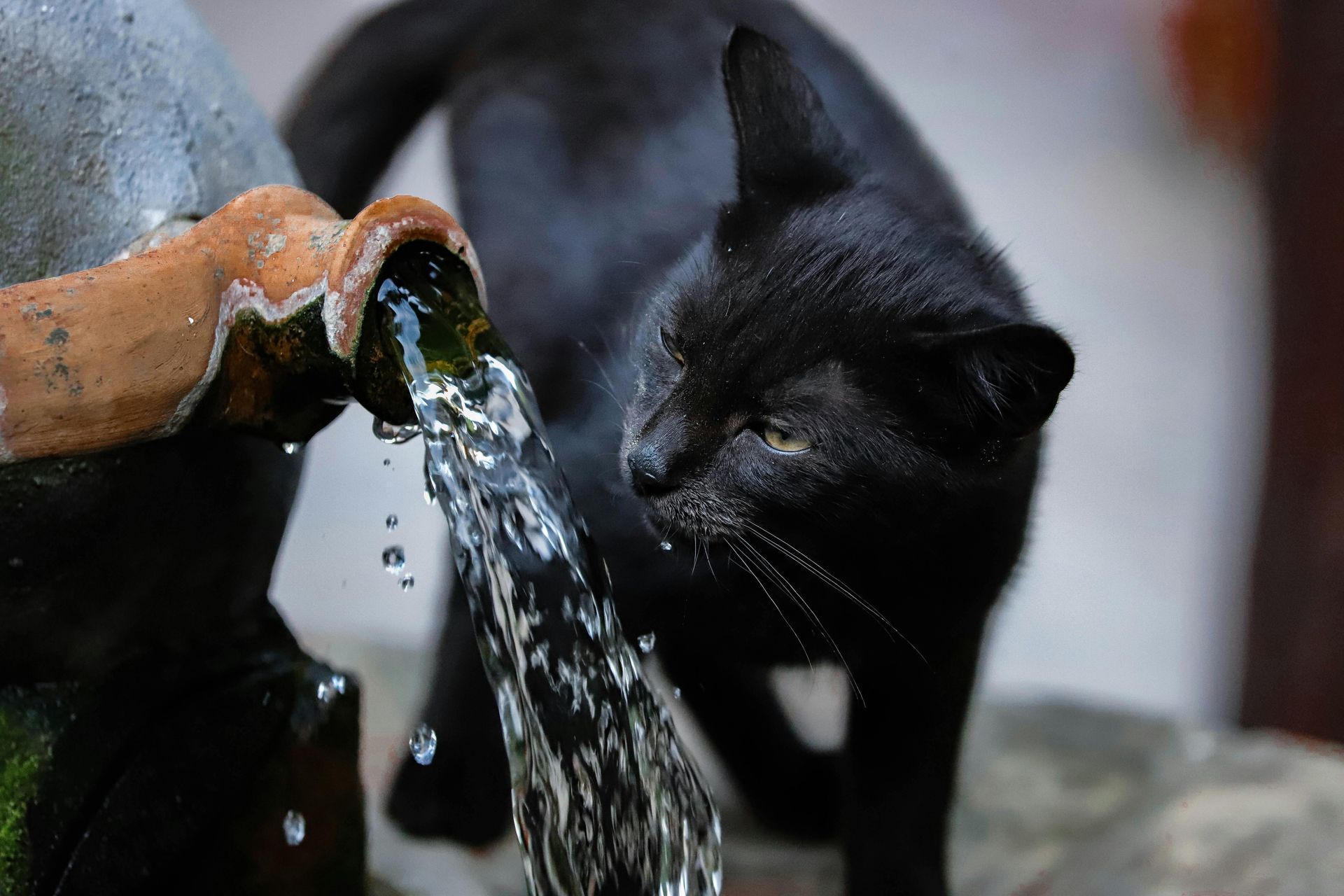 Chat noir buvant de l'eau à une fontaine.