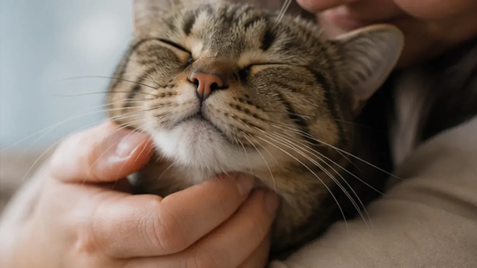 Pourquoi mon chat ronronne-t-il ?