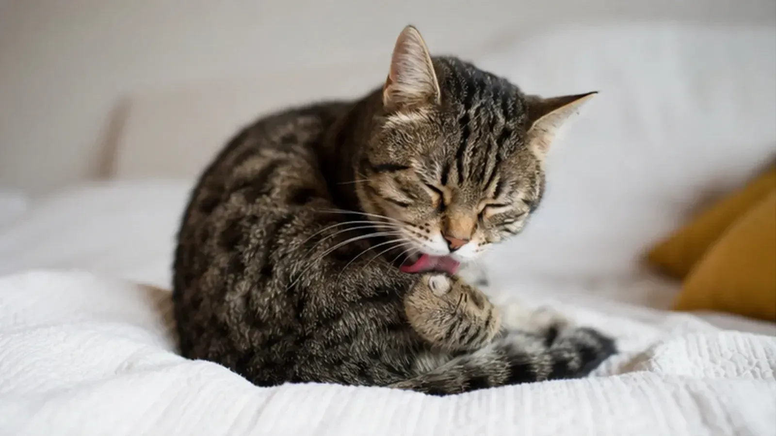 Pourquoi les chats se lavent-ils autant ?