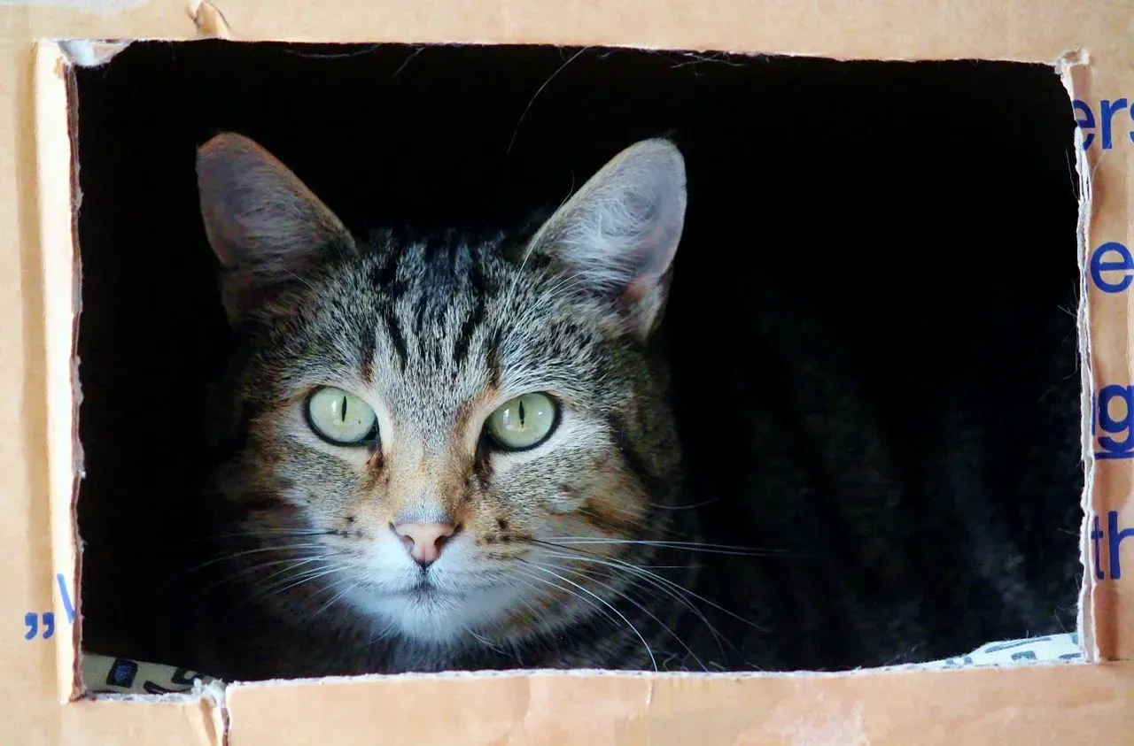 Comment rassurer un chat peureux ?