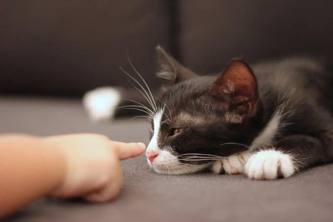 Comment éduquer son chat avec le renforcement positif ?