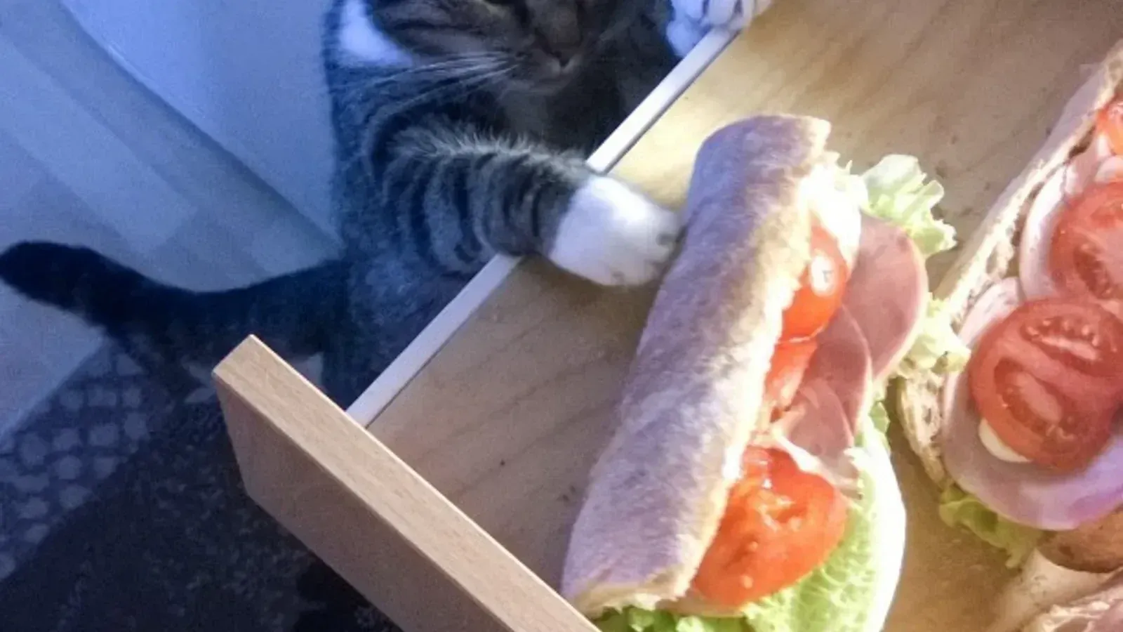 Au secours, mon chat vole la nourriture !