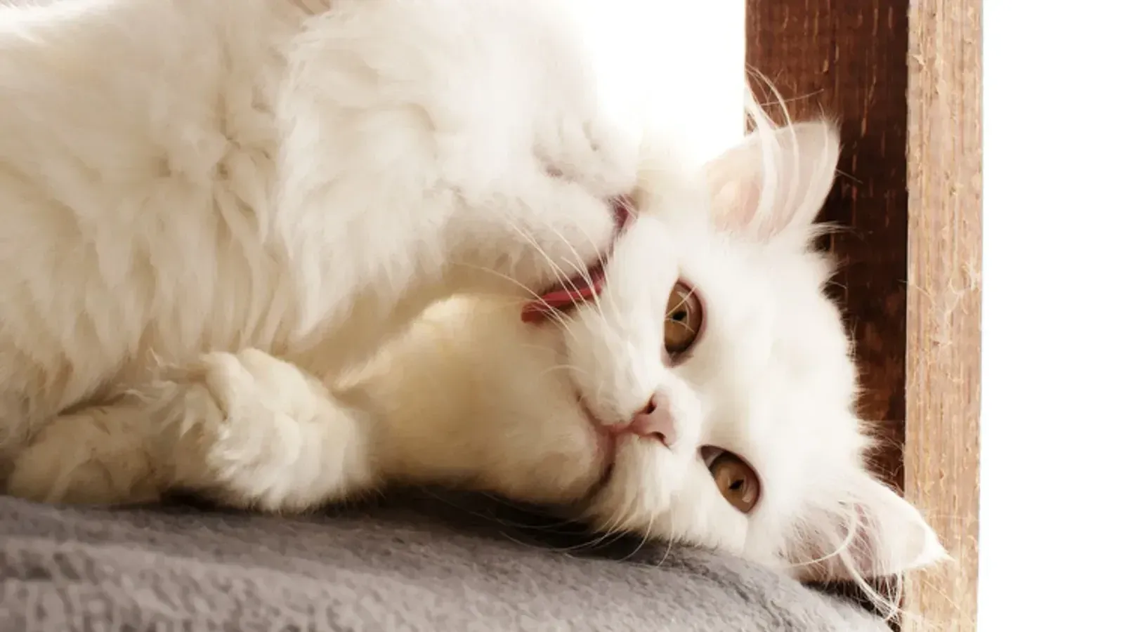8 indices qu&rsquo;un chat se sent bien pr&egrave;s de vous