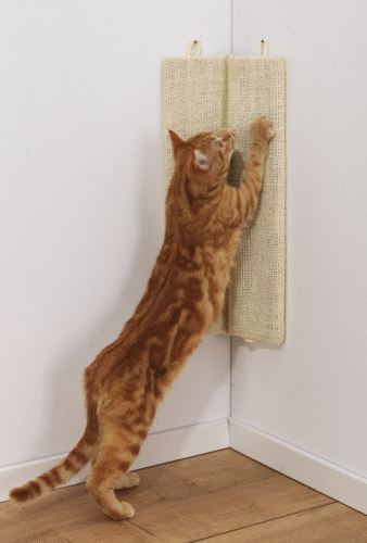 Chat roux s'étirant sur un griffoir mural dans un coin.