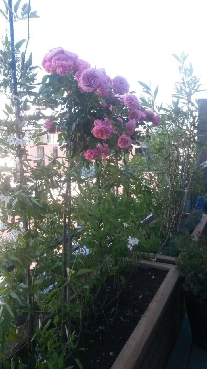 Plantation sur balcon - GINA ART