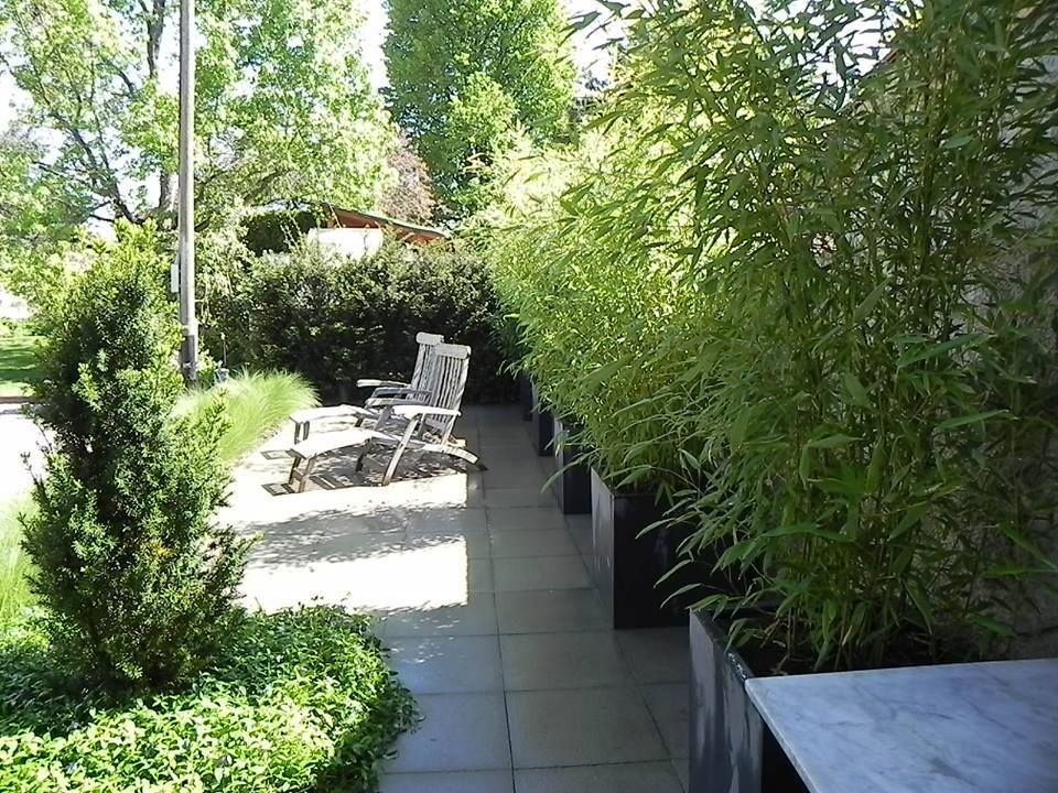 Plantation de bambou - GINA ART