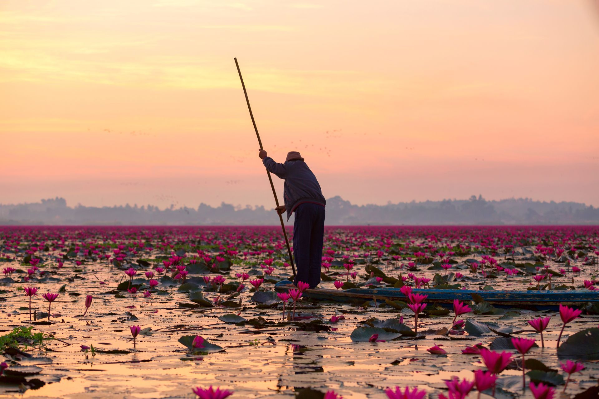 A person in a boat with a pole navigating a lake of pink lotus flowers at sunset.