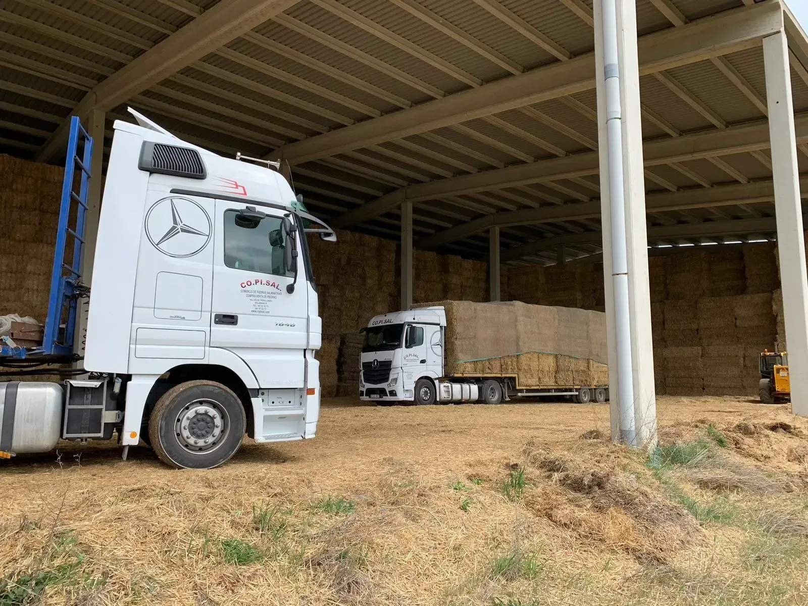 Camiones blancos estacionados dentro de un gran almacén abierto con fardos de heno y piso de tierra.