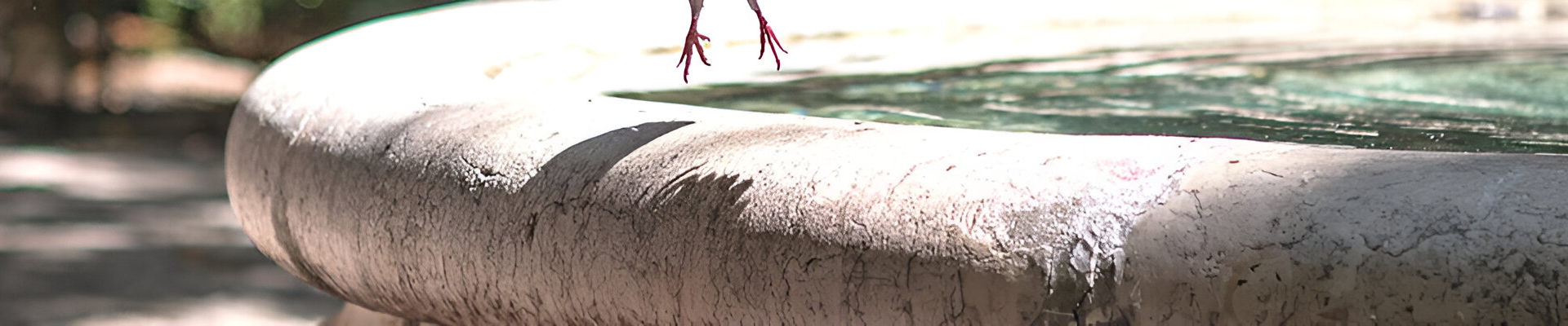Le bord d'une fontaine en pierre, l'eau et de légères pattes d'oiseaux au-dessus, dans un cadre extérieur ensoleillé.