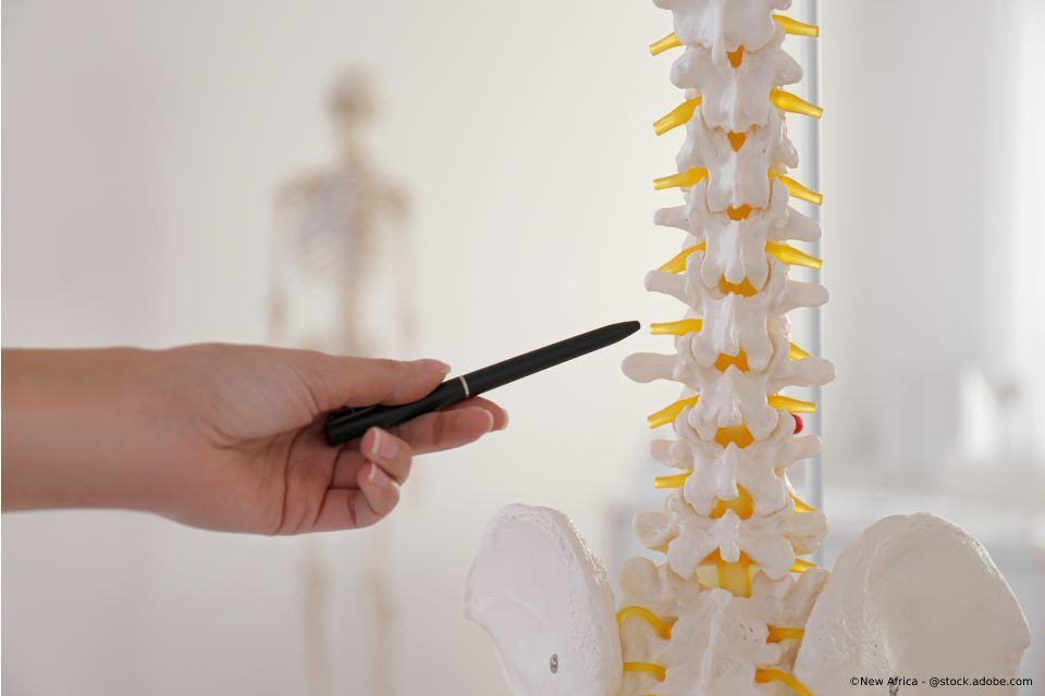 Person zeigt mit einem Stift auf eine Wirbelsäule