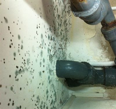 Eine feuchte, schimmelige Wand