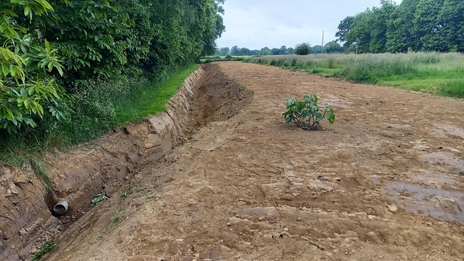 Un chemin de terre boueux bordé d'arbres verdoyants et de champs, avec un petit buisson au centre.