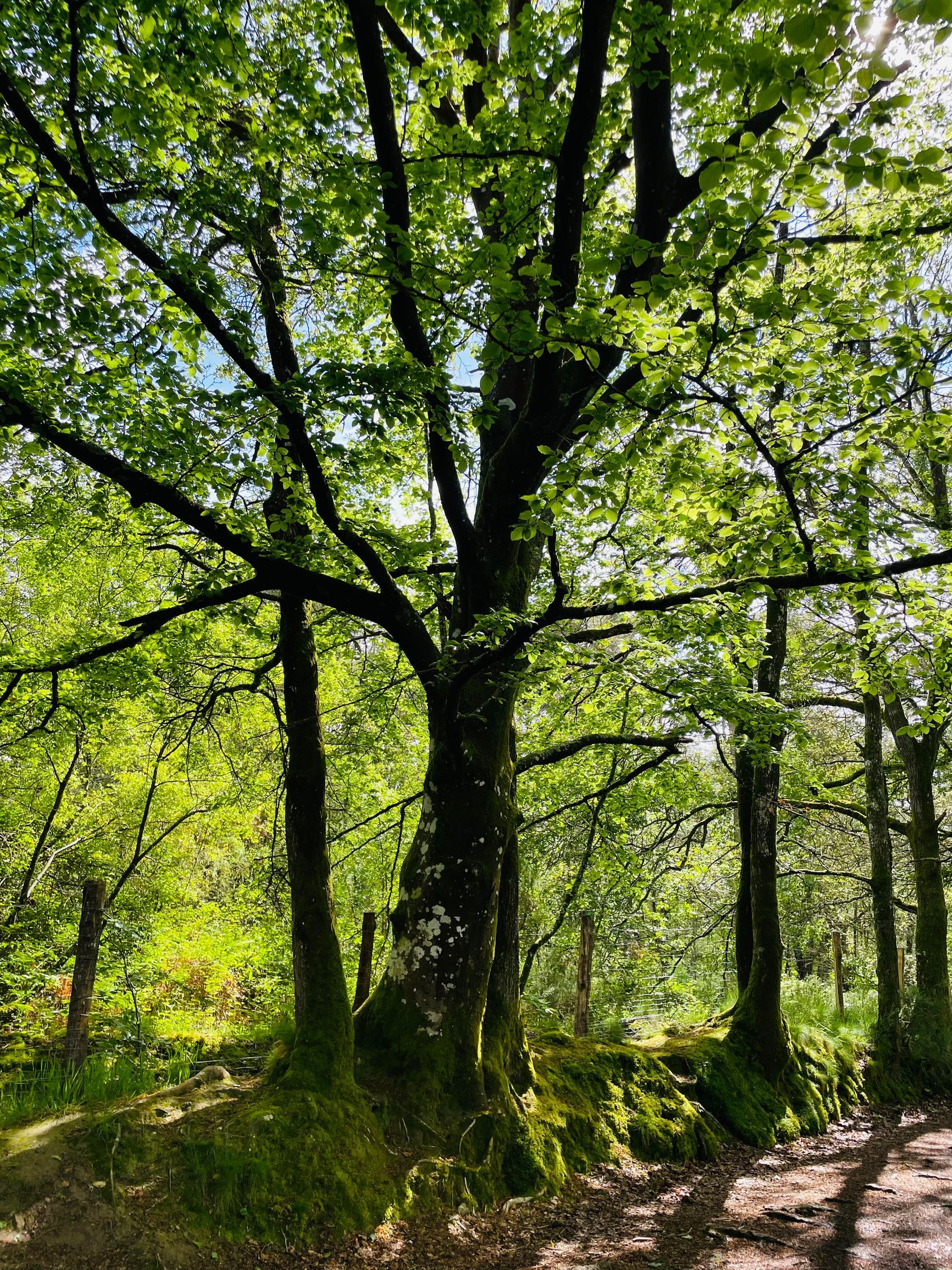 Photo d'un site naturel en Bretagne - La légende de Merlin - Inspiration d'Hélène Brassart, voyante