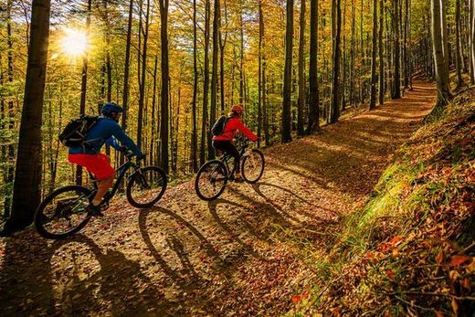 Menschen fahren Mountainbikes im Wald