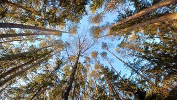 Mäntyjä ja sininen taivas