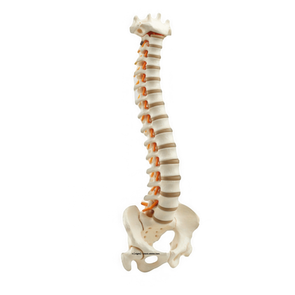 Wirbelsäulenmodell Physiotherapie