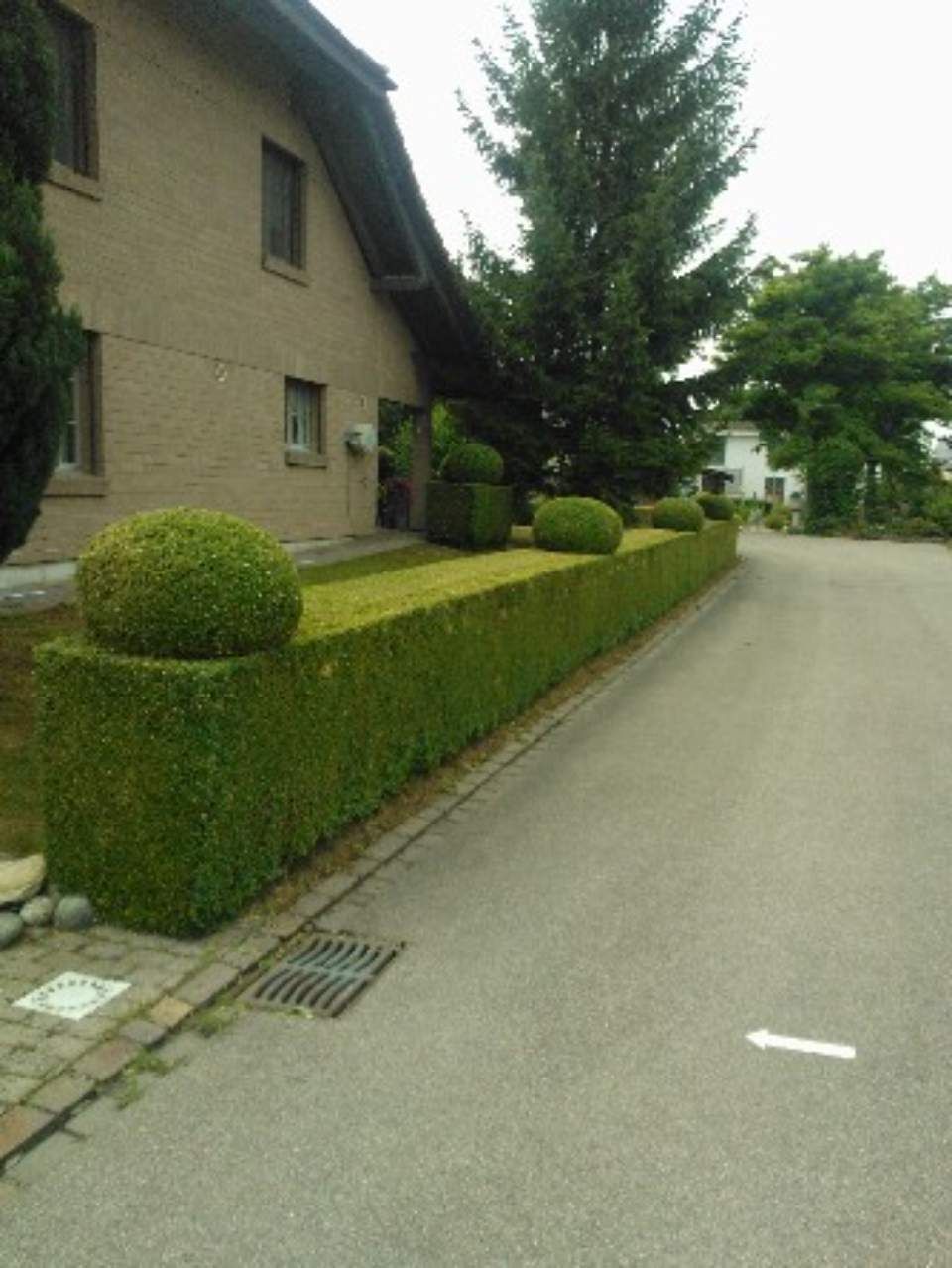 Hecke und Grundstück, die von der Brühlmann Liegenschaftenbetreuungen GmbH gepflegt werden