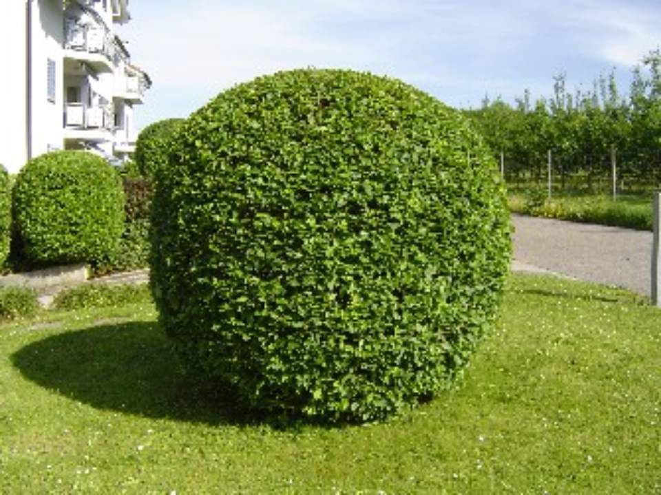 Busch, der von der Brühlmann Liegenschaftenbetreuungen GmbH geschnitten wurde