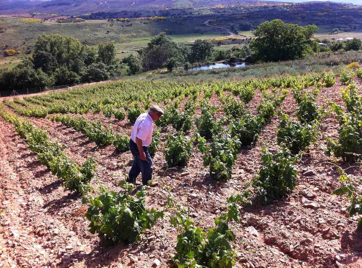 Una persona inspecciona vides jóvenes en un viñedo pedregoso y aterrazado situado en una ladera soleada.