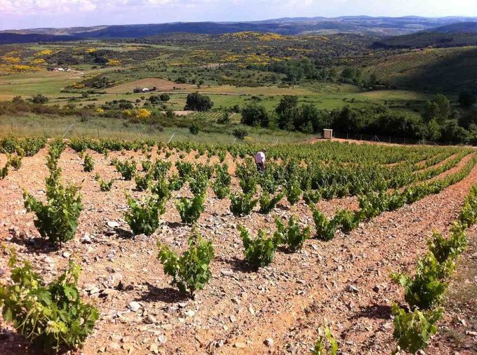 Un viñedo en primer plano con hileras de vides verdes, con vistas a un pequeño pueblo y colinas onduladas bajo un cielo azul.