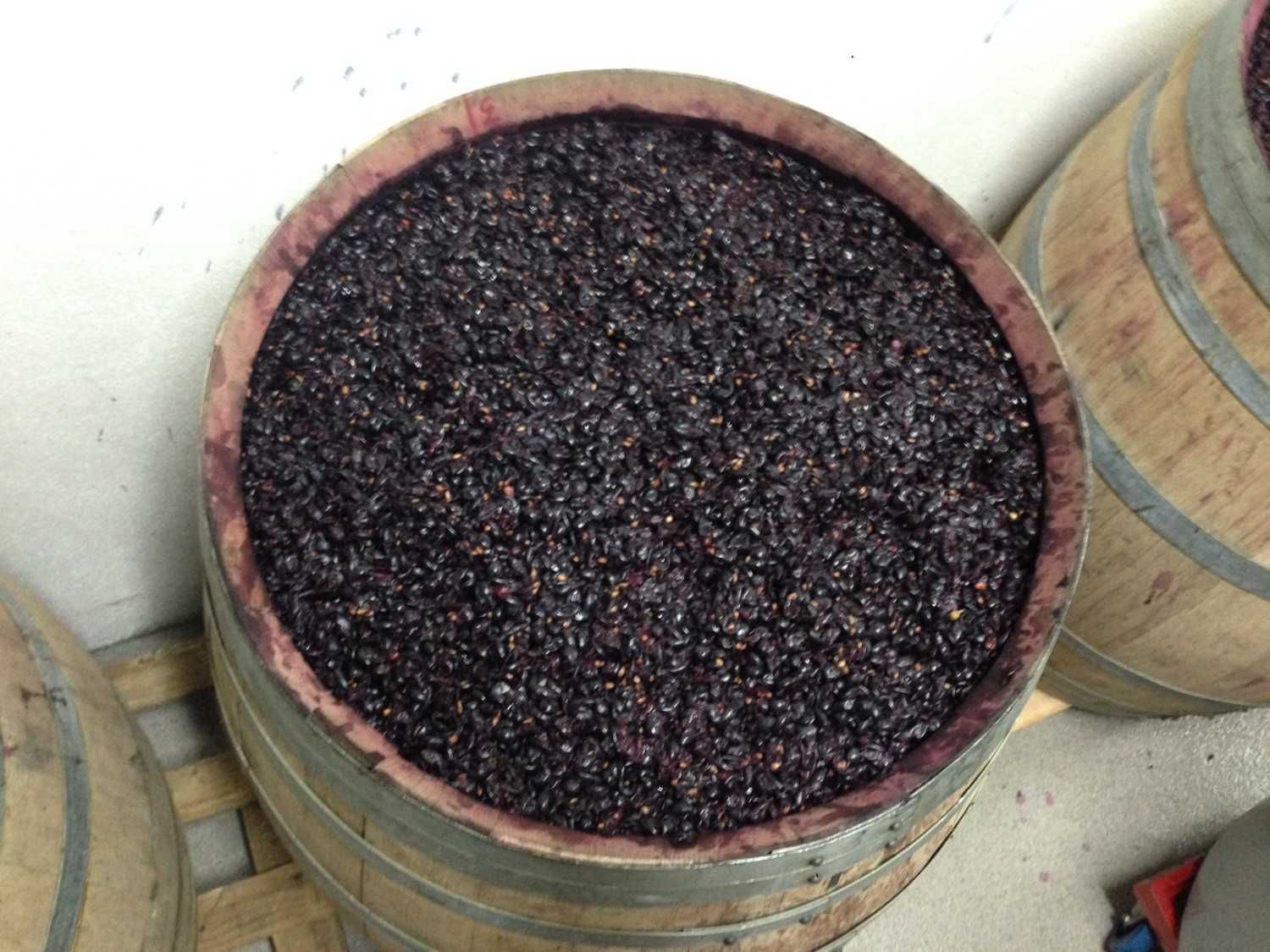 Un barril de roble abierto por la parte superior, lleno de uvas oscuras