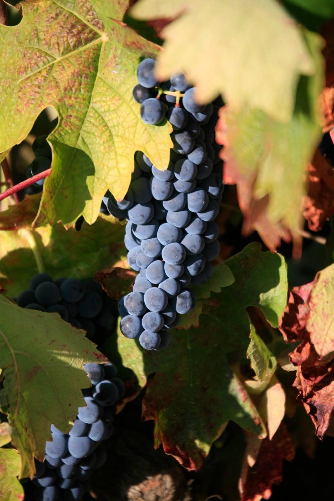 Racimos de uvas de color púrpura oscuro cuelgan de una vid entre hojas verdes y amarillas de tonos otoñales.