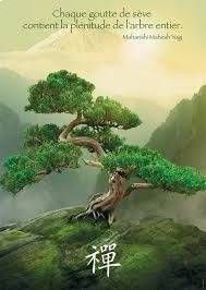 Un bonsaï sur une falaise moussue et brumeuse, avec le caractère japonais signifiant Zen et une citation française de Maharishi Mahesh Yogi.