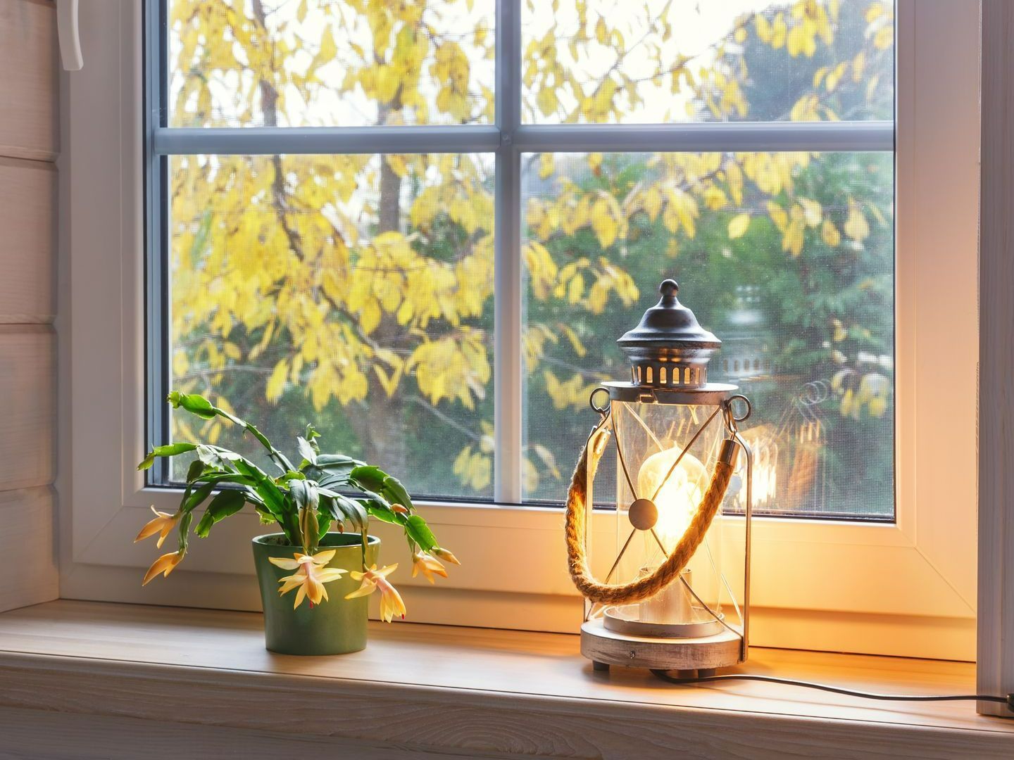 Fenêtre avec plante et lanterne
