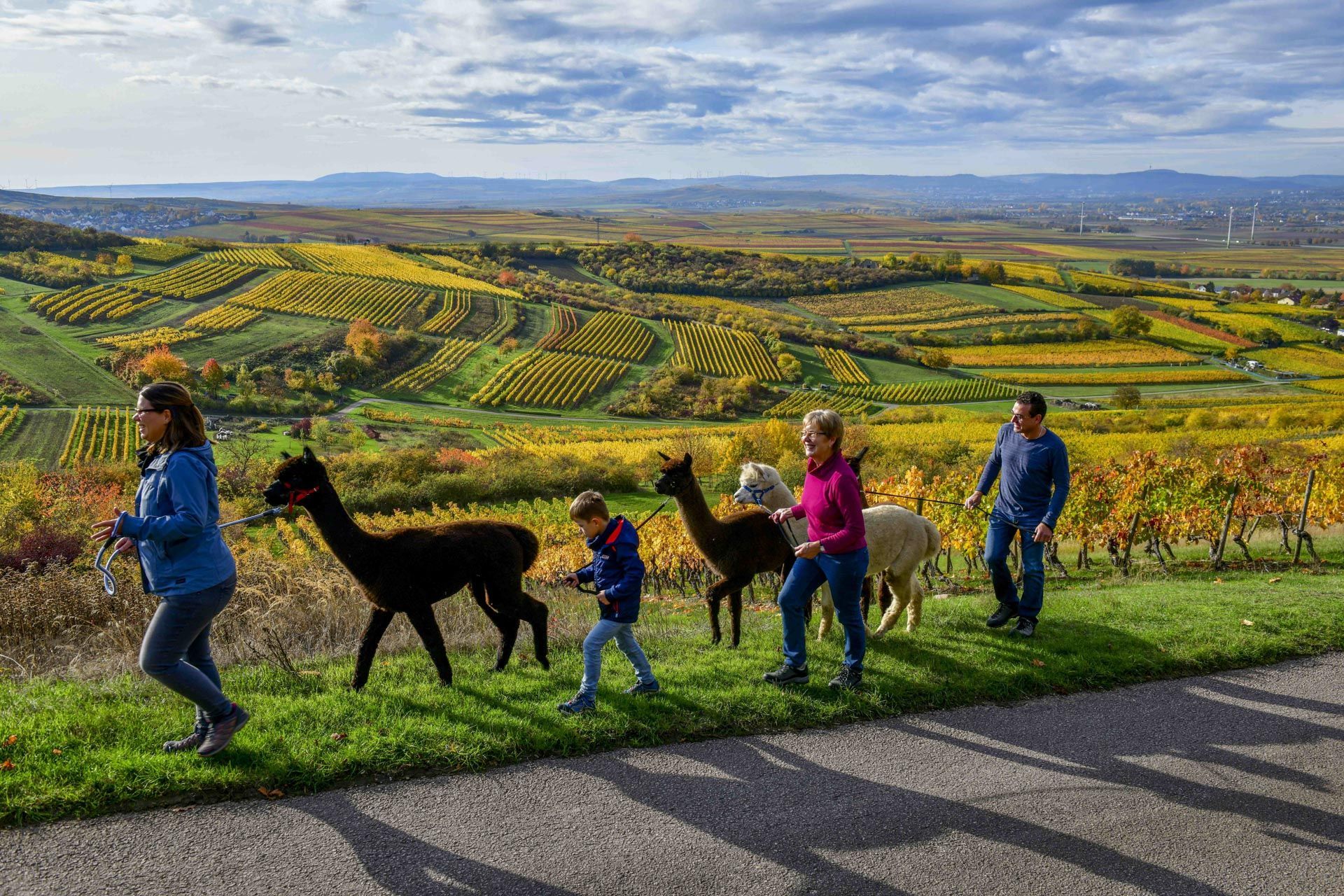 Familie mit Alpakas in den Weinbergen bei Bingen
