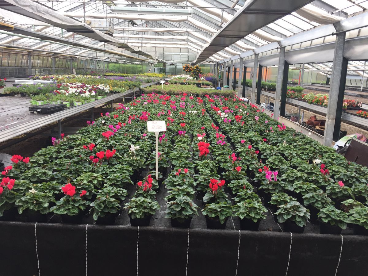 Blumenzüchtung Gärtnerei Kujath