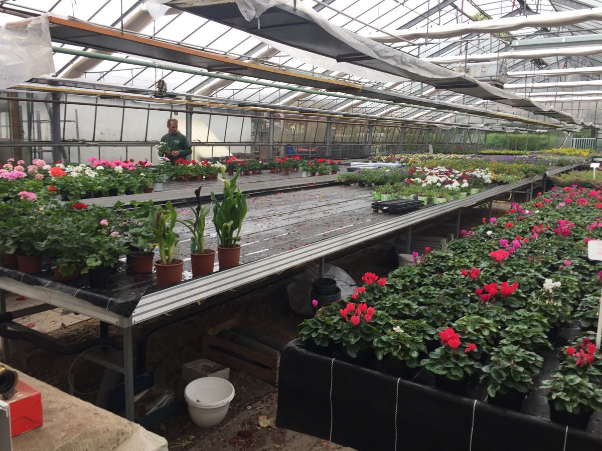 Blumenzüchtung Gärtnerei Kujath