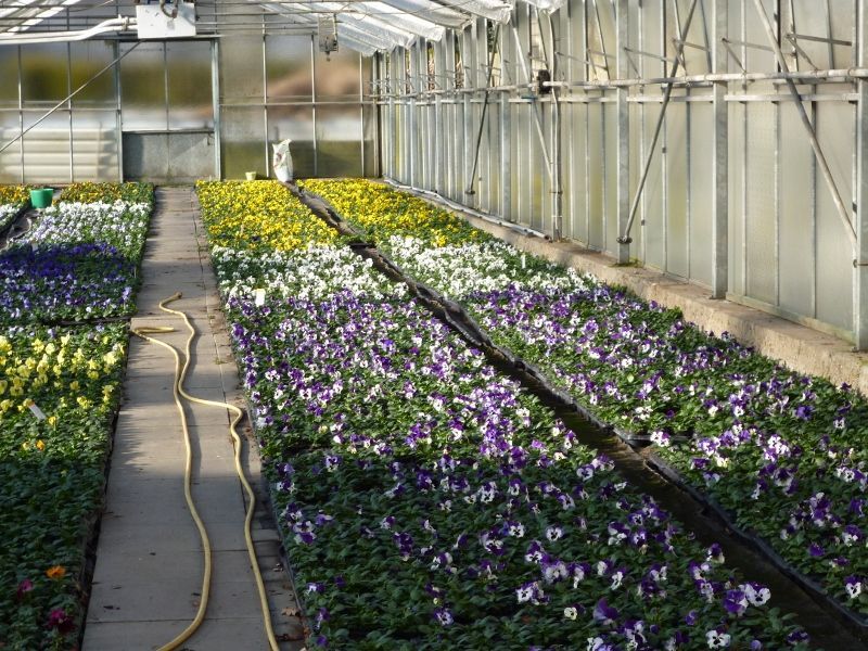 Blumenzüchtung Gärtnerei Kujath