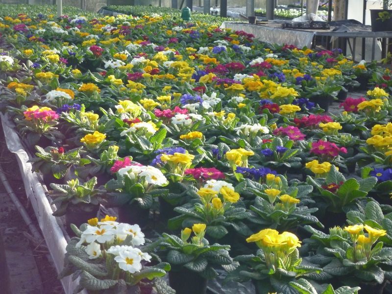 Blumenzüchtung Gärtnerei Kujath