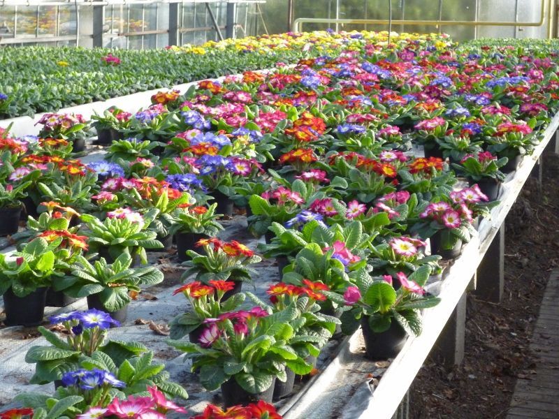Blumenzüchtung Gärtnerei Kujath