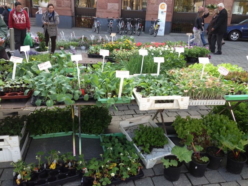 Wochenmarkt Castrop-Rauxel