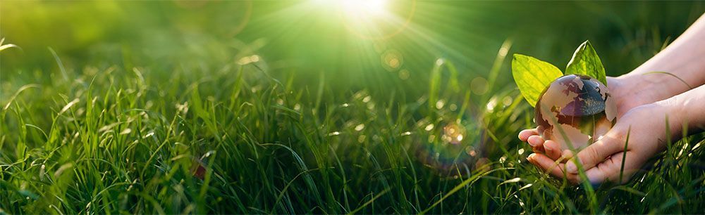 Eine Person hält eine kleine Pflanze im Gras in den Händen.