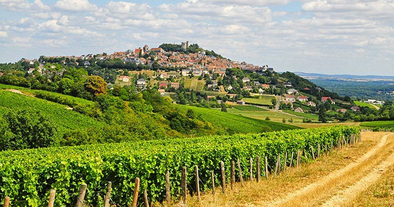 Vignes Sancerre
