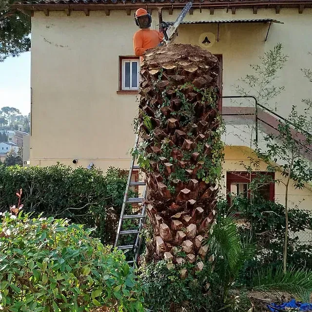 Un hombre parado en una escalera junto a una palmera.