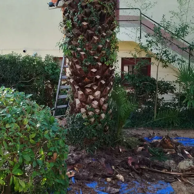 Están talando una palmera frente a un edificio